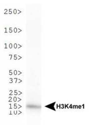 Western Blot: Histone H3 [Monomethyl Lys4] AntibodyBSA Free [NB21-1021]